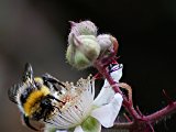 Natural History Gathering Nectar by Maggie White : 20130219_Natural_History, 20130312_Six_Way_Battle_Selection